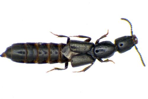 Réf. 336 732 : Gyrohypnus fracticornis